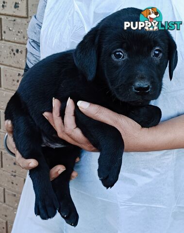 Purebred Labrador retriever puppies