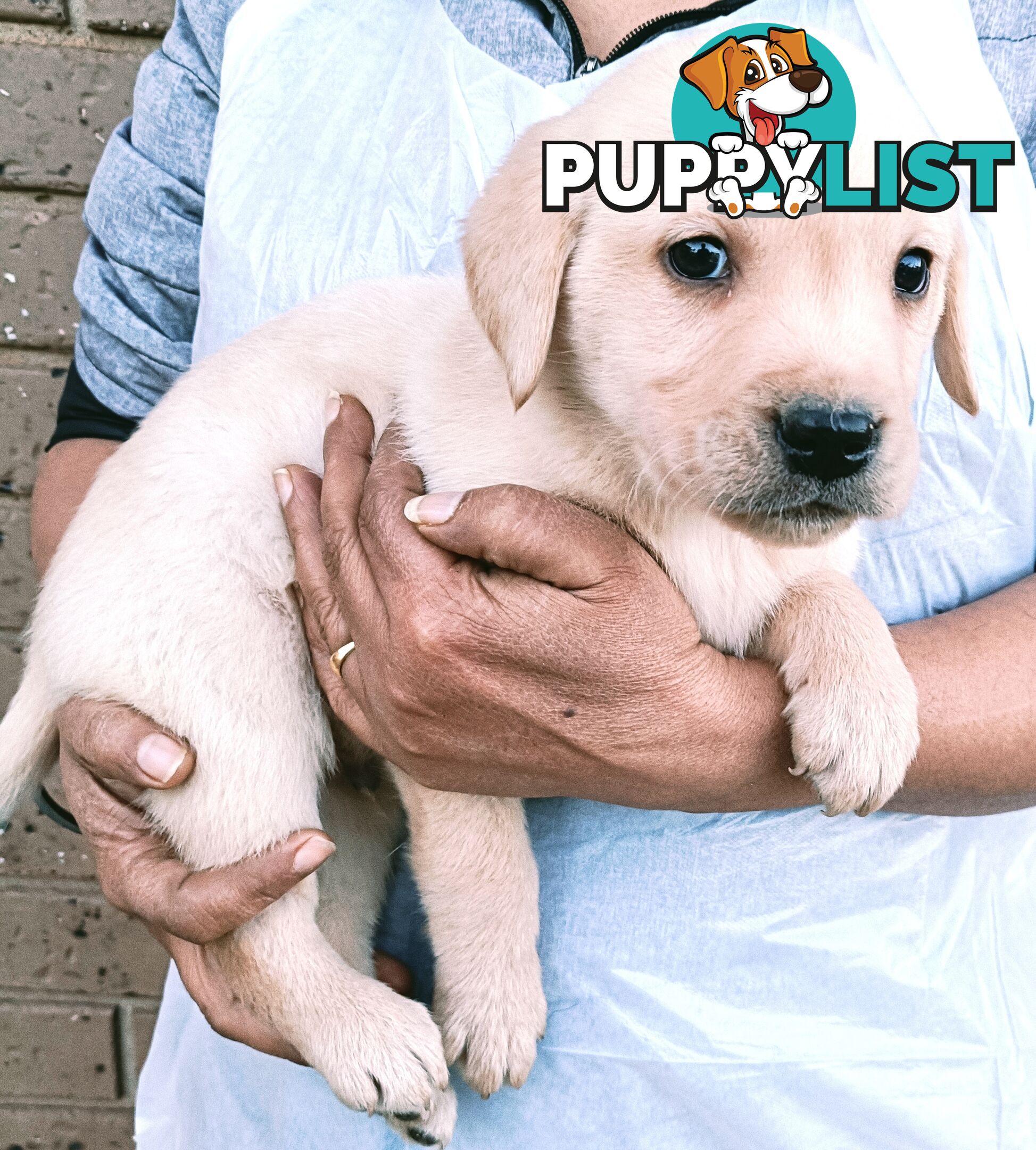 Purebred Labrador retriever puppies
