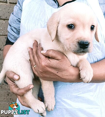 Purebred Labrador retriever puppies