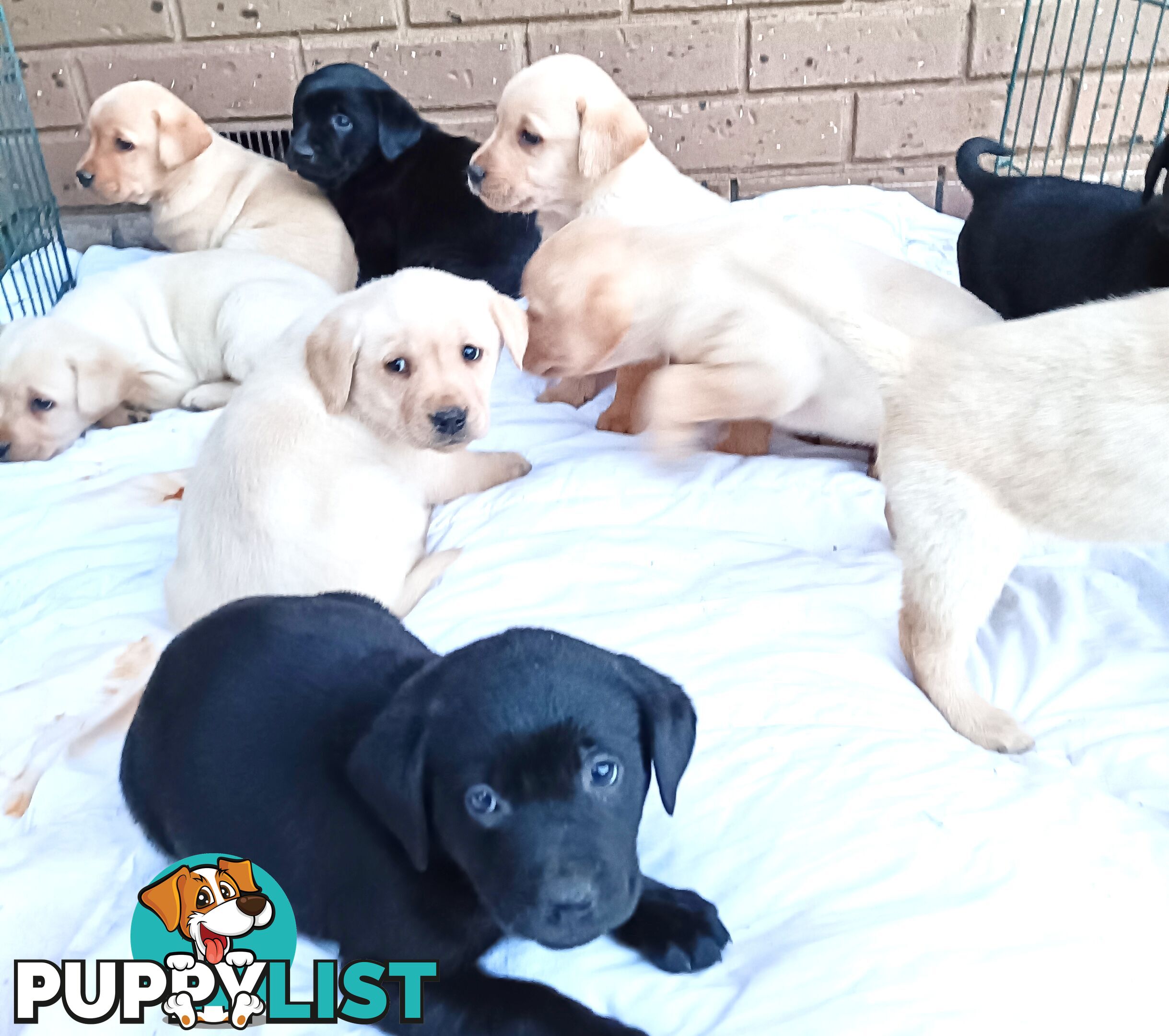 Purebred Labrador retriever puppies