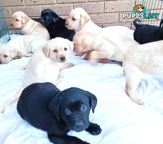Purebred Labrador retriever puppies