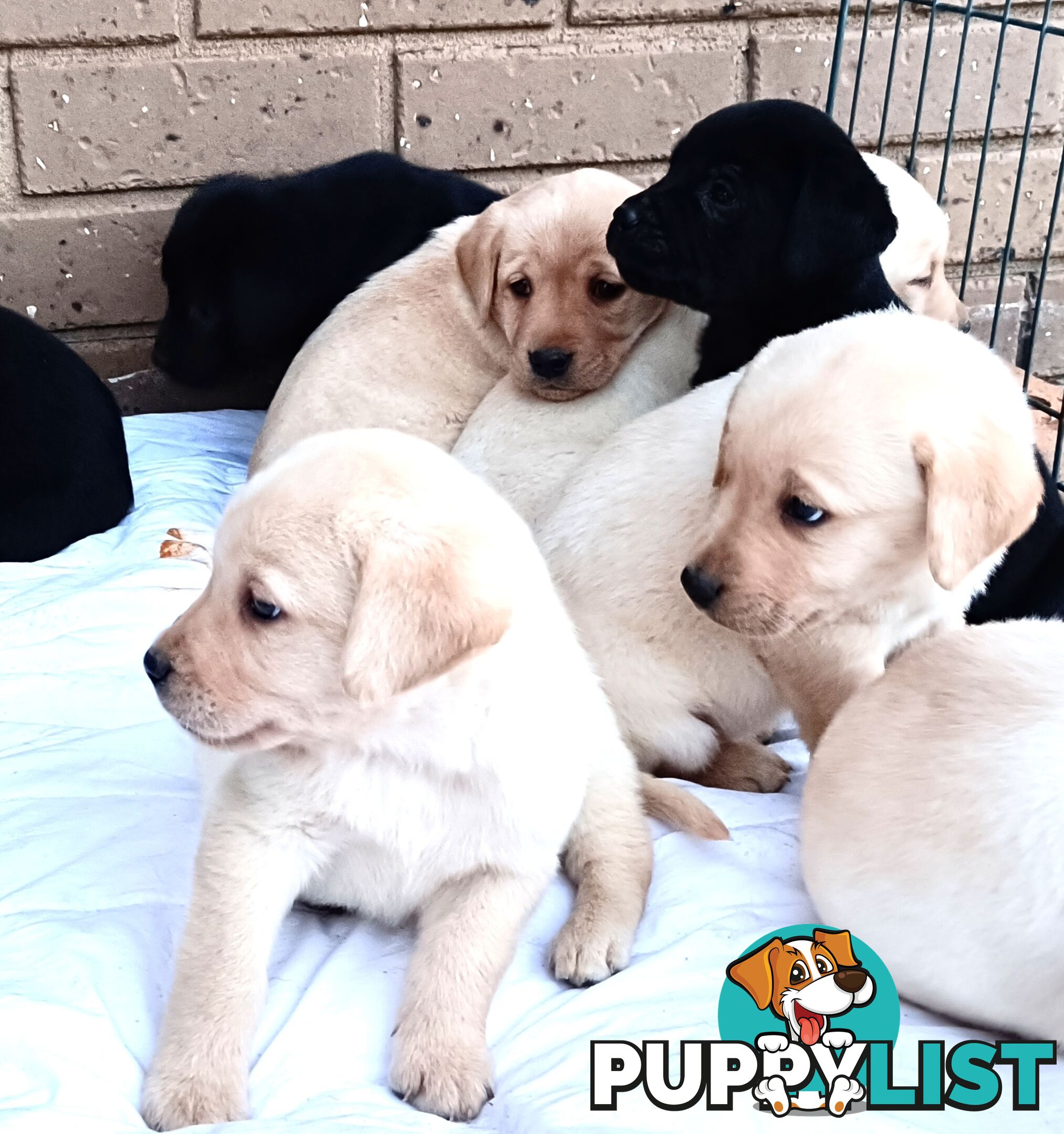Purebred Labrador retriever puppies