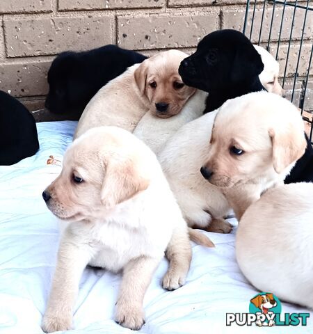Purebred Labrador retriever puppies