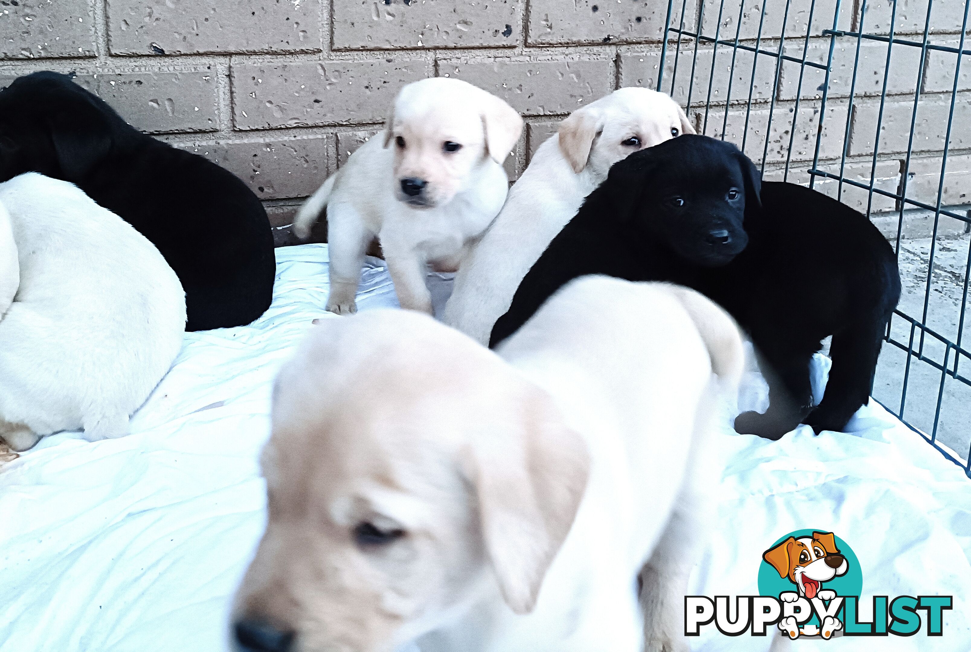 Purebred Labrador retriever puppies