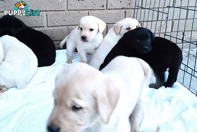 Purebred Labrador retriever puppies