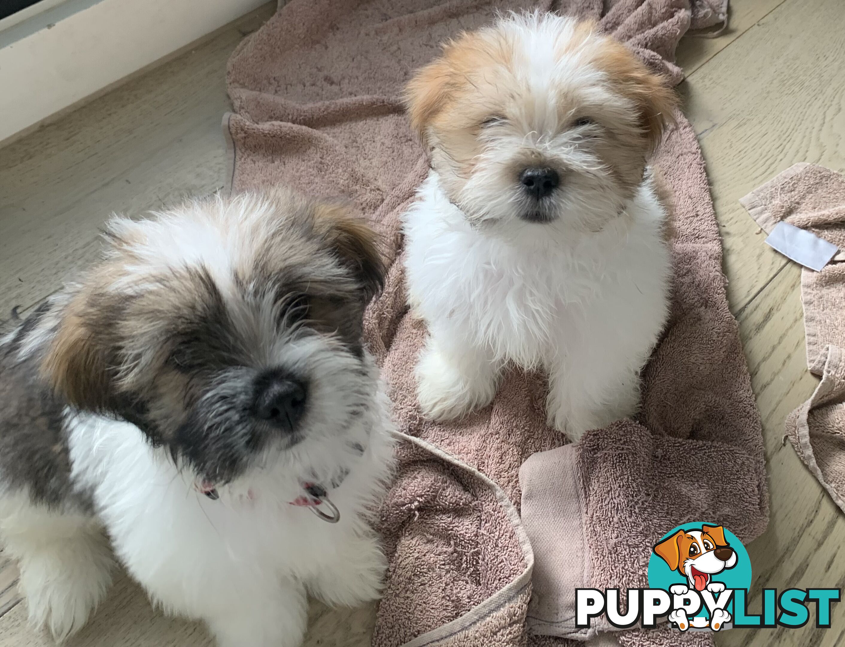 fluffy cute muliz shih tzu