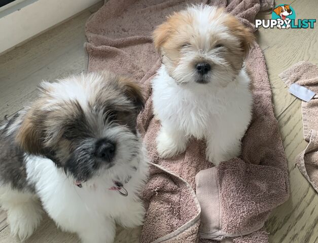 fluffy cute muliz shih tzu