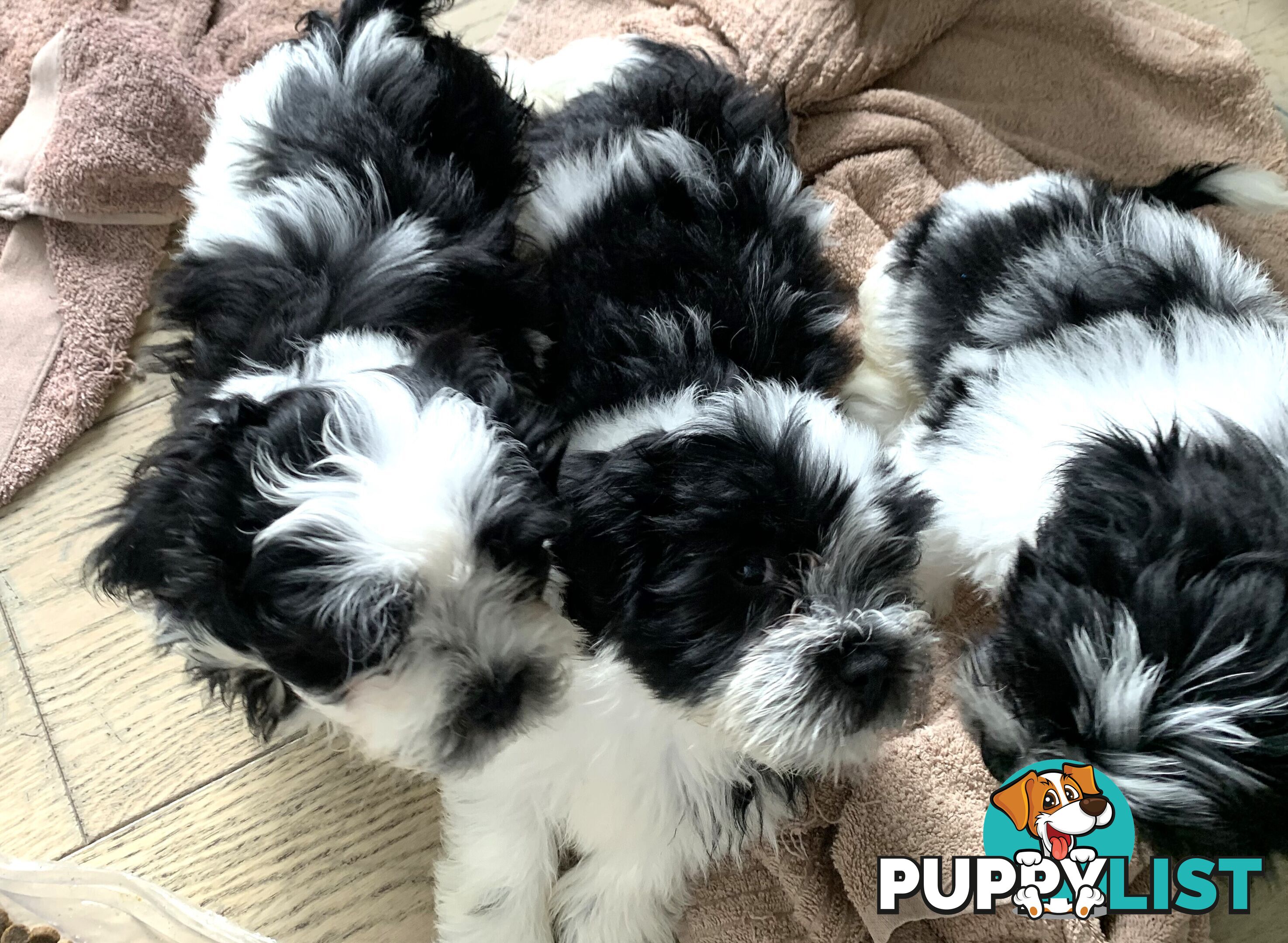 fluffy cute muliz shih tzu