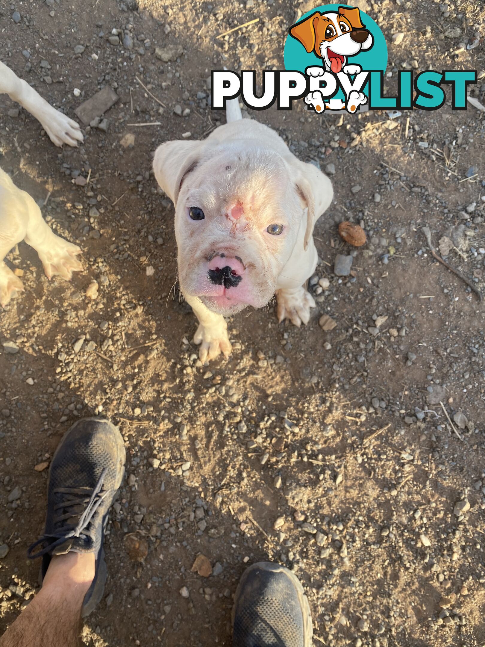 American bulldogs pups