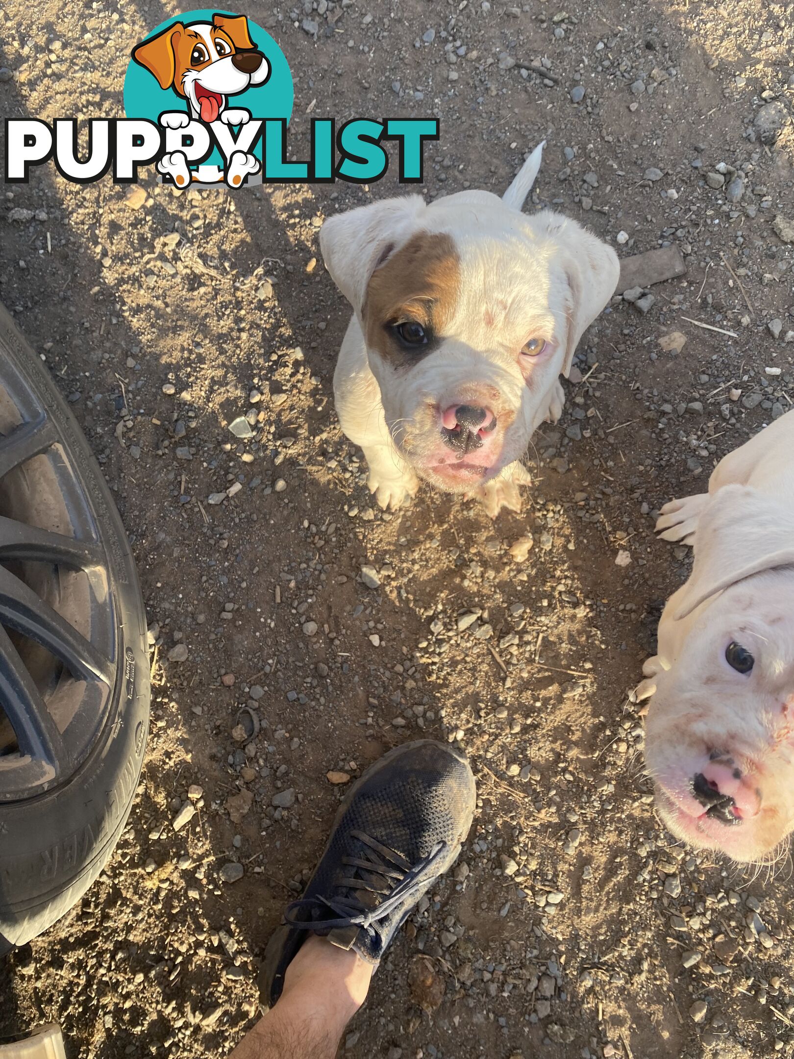 American bulldogs pups