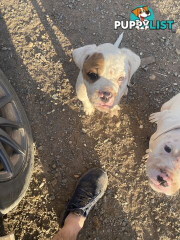 American bulldogs pups