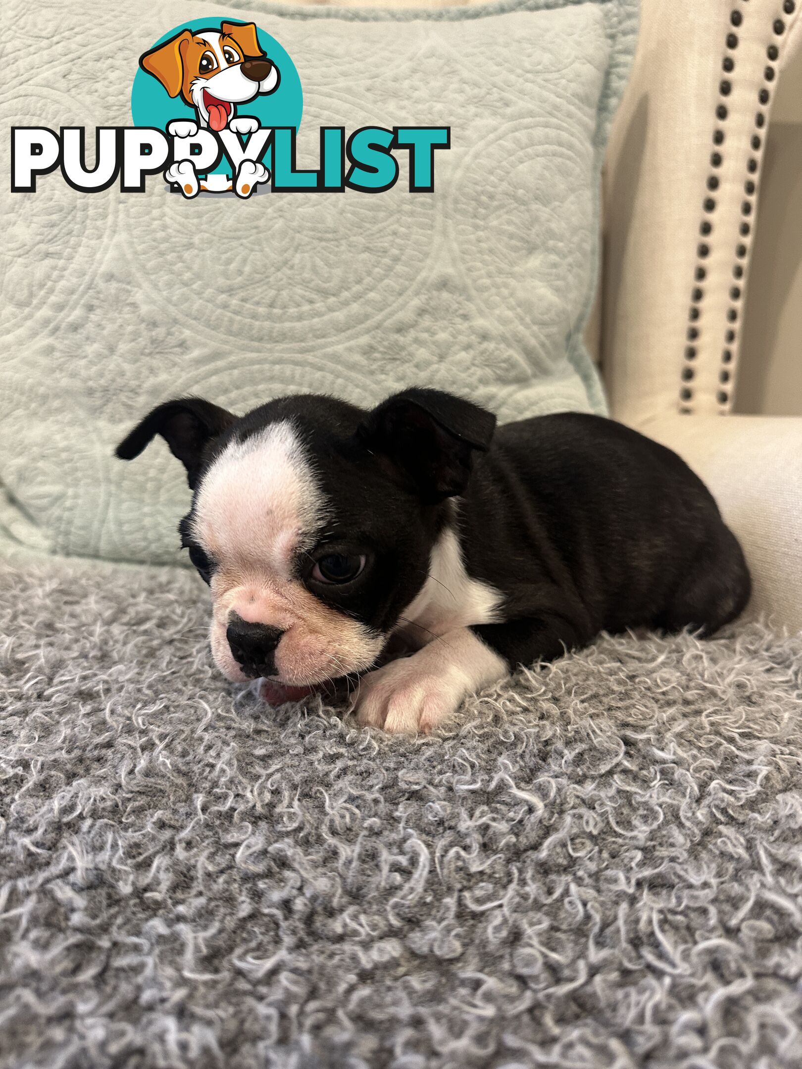 Pure Bred Boston Terrier Female Pup with Papers
