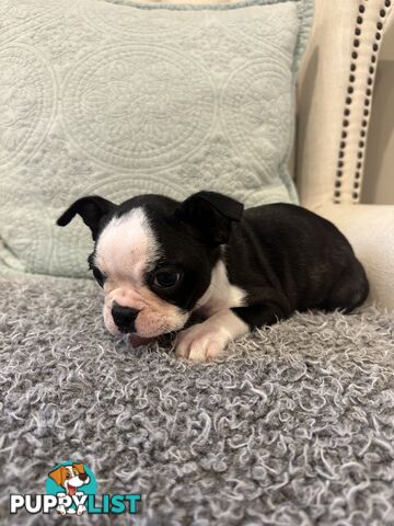 Pure Bred Boston Terrier Female Pup with Papers