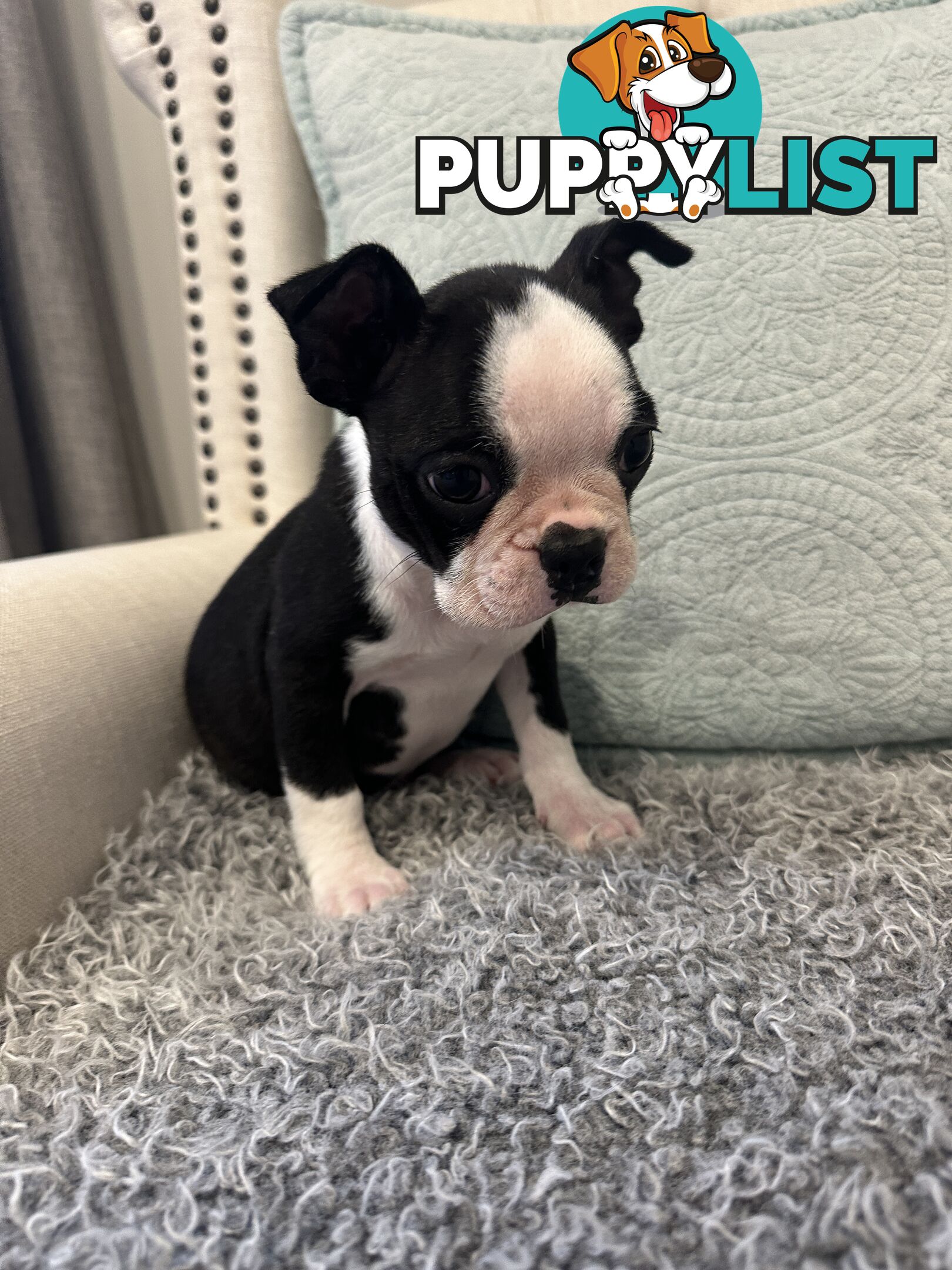 Pure Bred Boston Terrier Female Pup with Papers