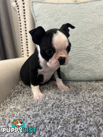 Pure Bred Boston Terrier Female Pup with Papers