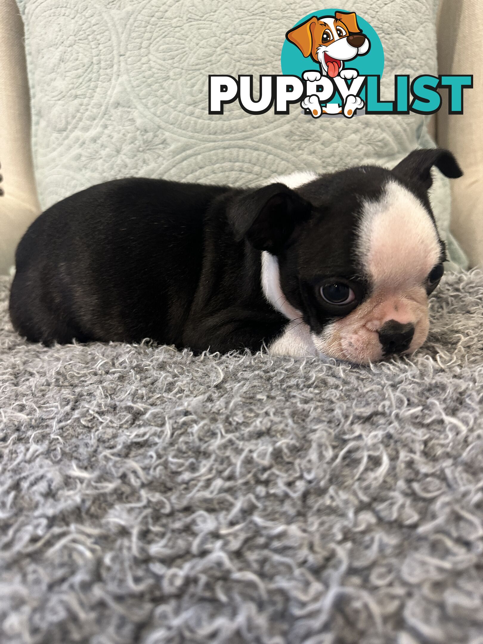 Pure Bred Boston Terrier Female Pup with Papers