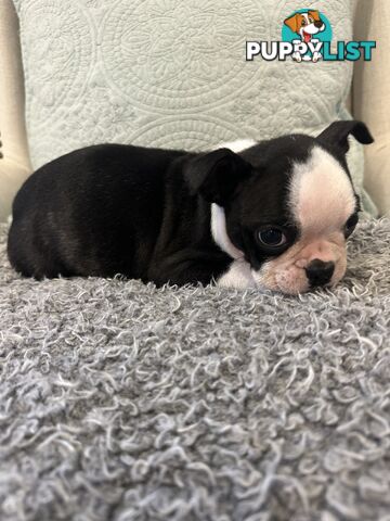 Pure Bred Boston Terrier Female Pup with Papers
