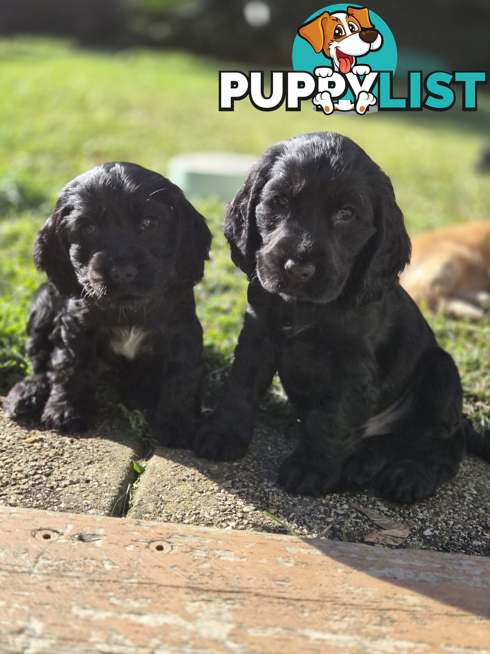 Pure breed Cocker spaniel