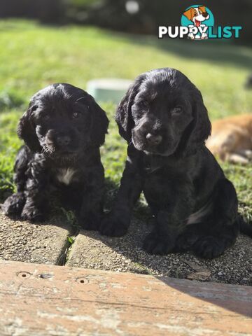 Pure breed Cocker spaniel