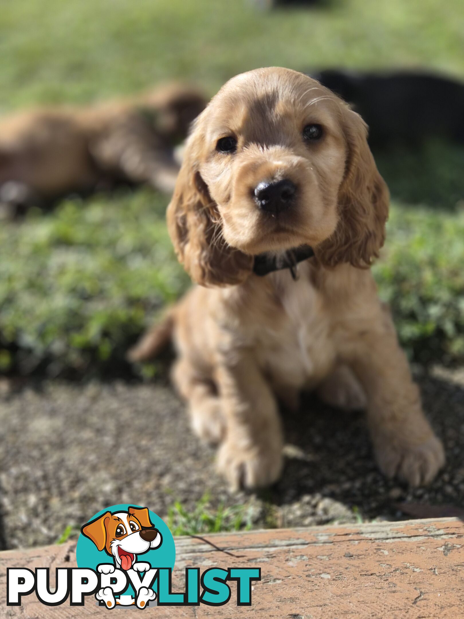 Pure breed Cocker spaniel