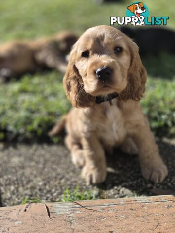 Pure breed Cocker spaniel