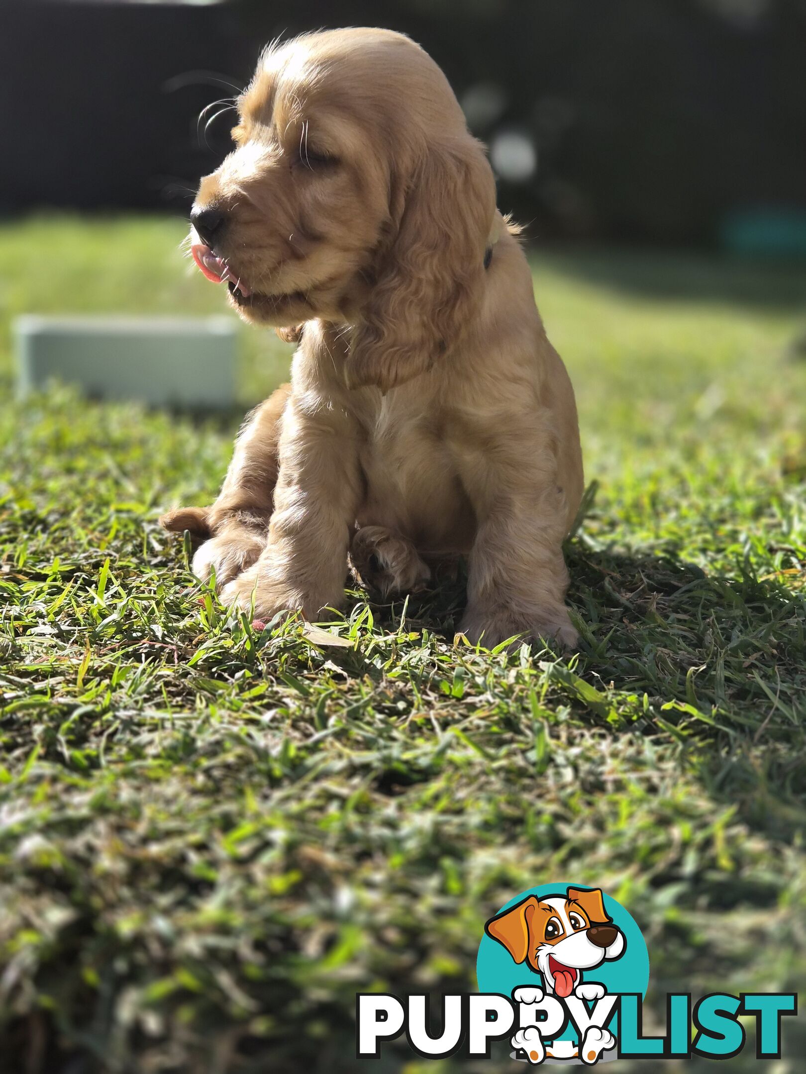 Pure breed Cocker spaniel