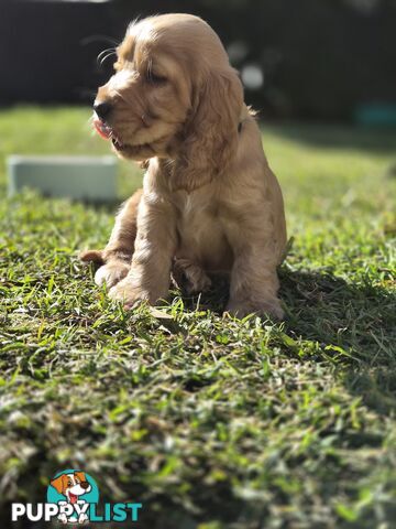 Pure breed Cocker spaniel