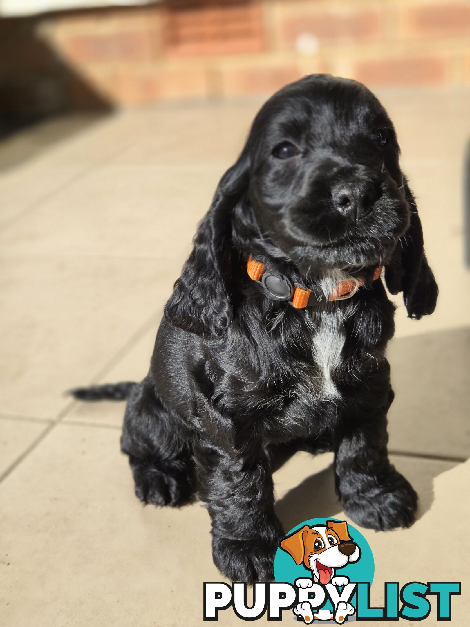 Pure breed Cocker spaniel