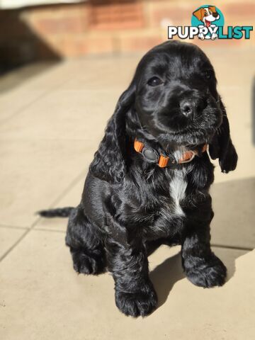 Pure breed Cocker spaniel