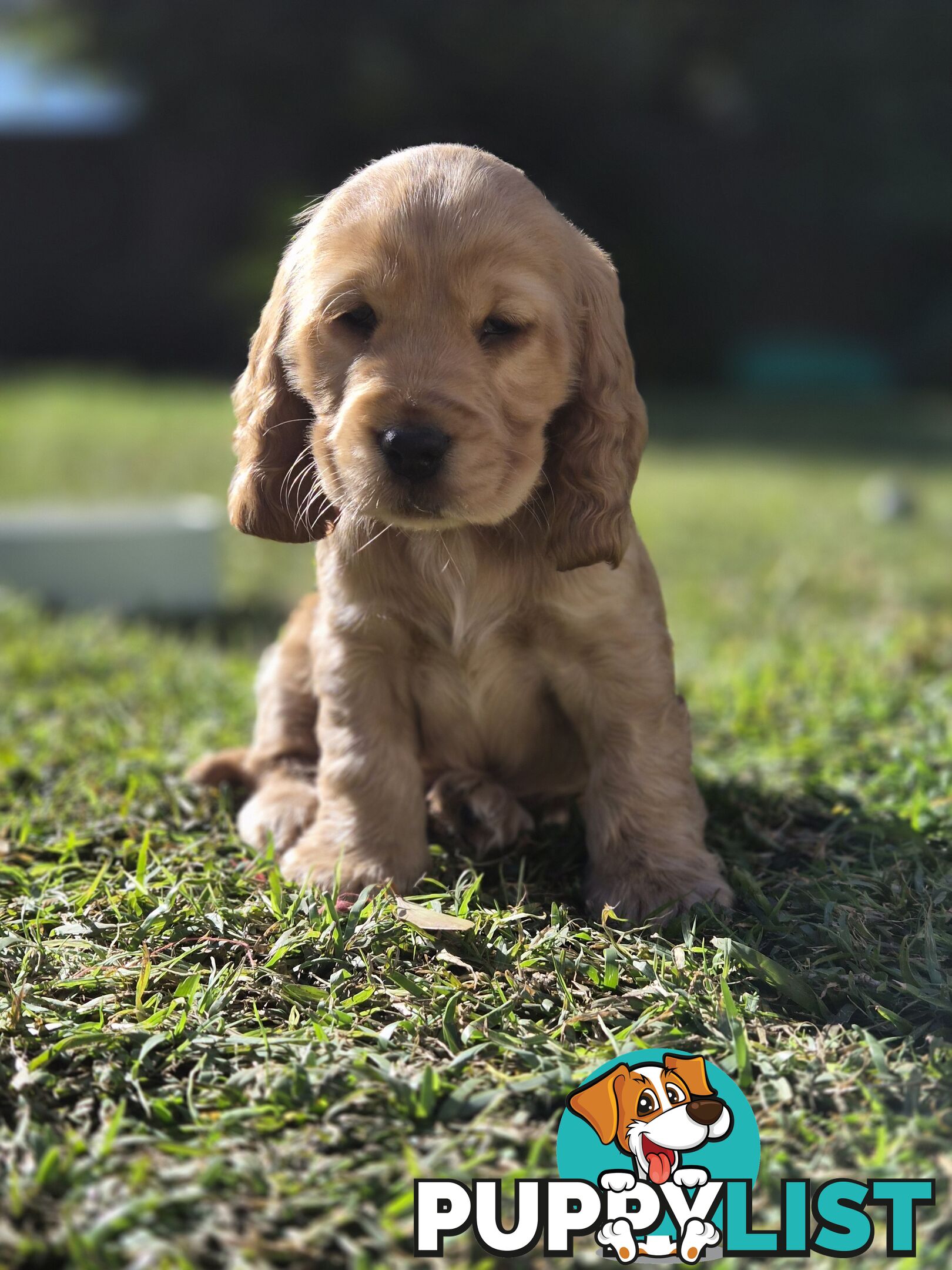 Pure breed Cocker spaniel