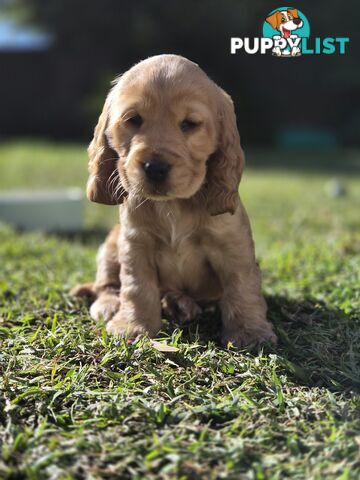 Pure breed Cocker spaniel