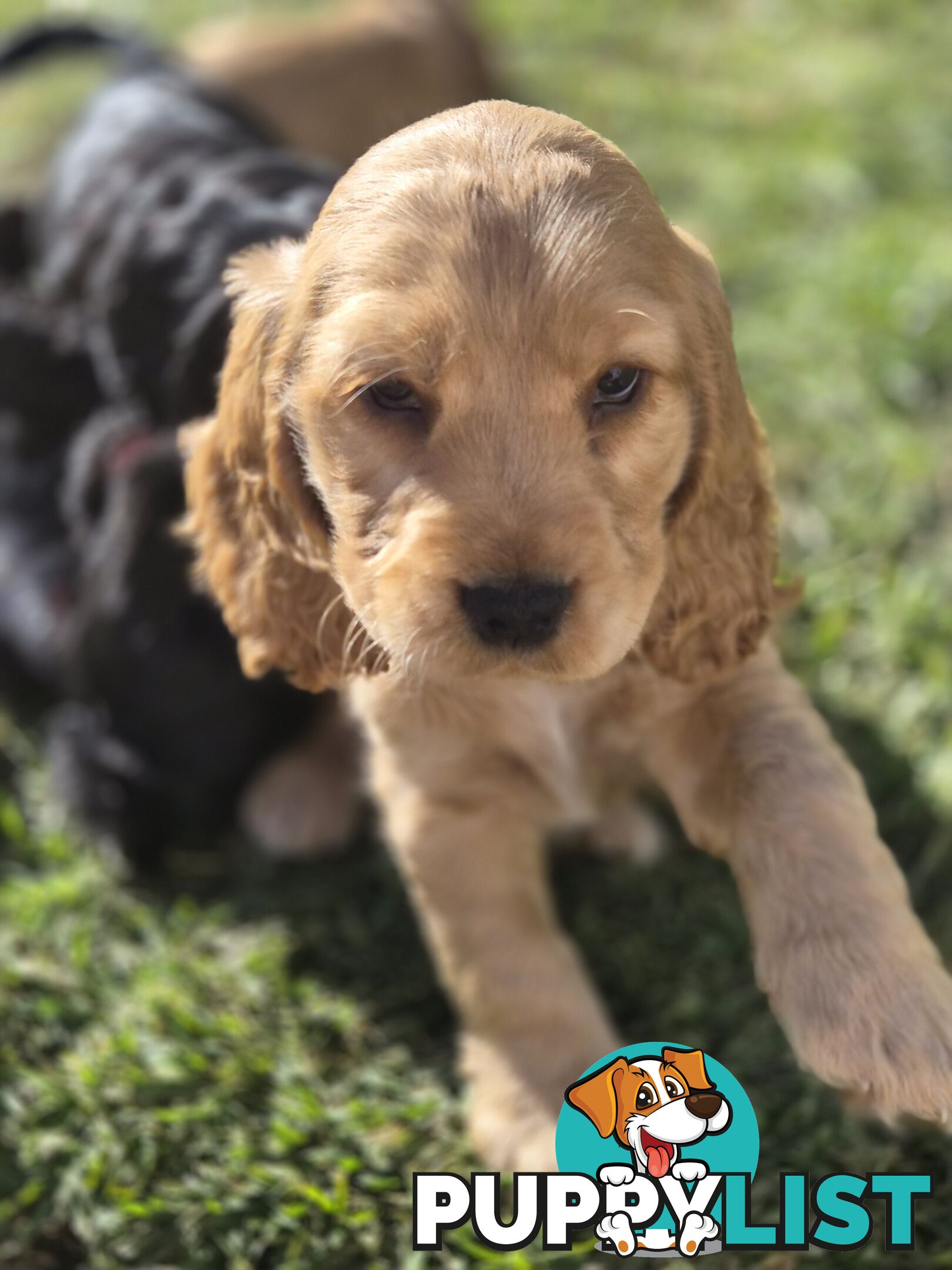 Pure breed Cocker spaniel