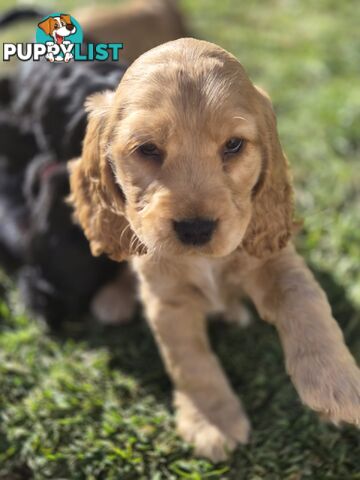 Pure breed Cocker spaniel