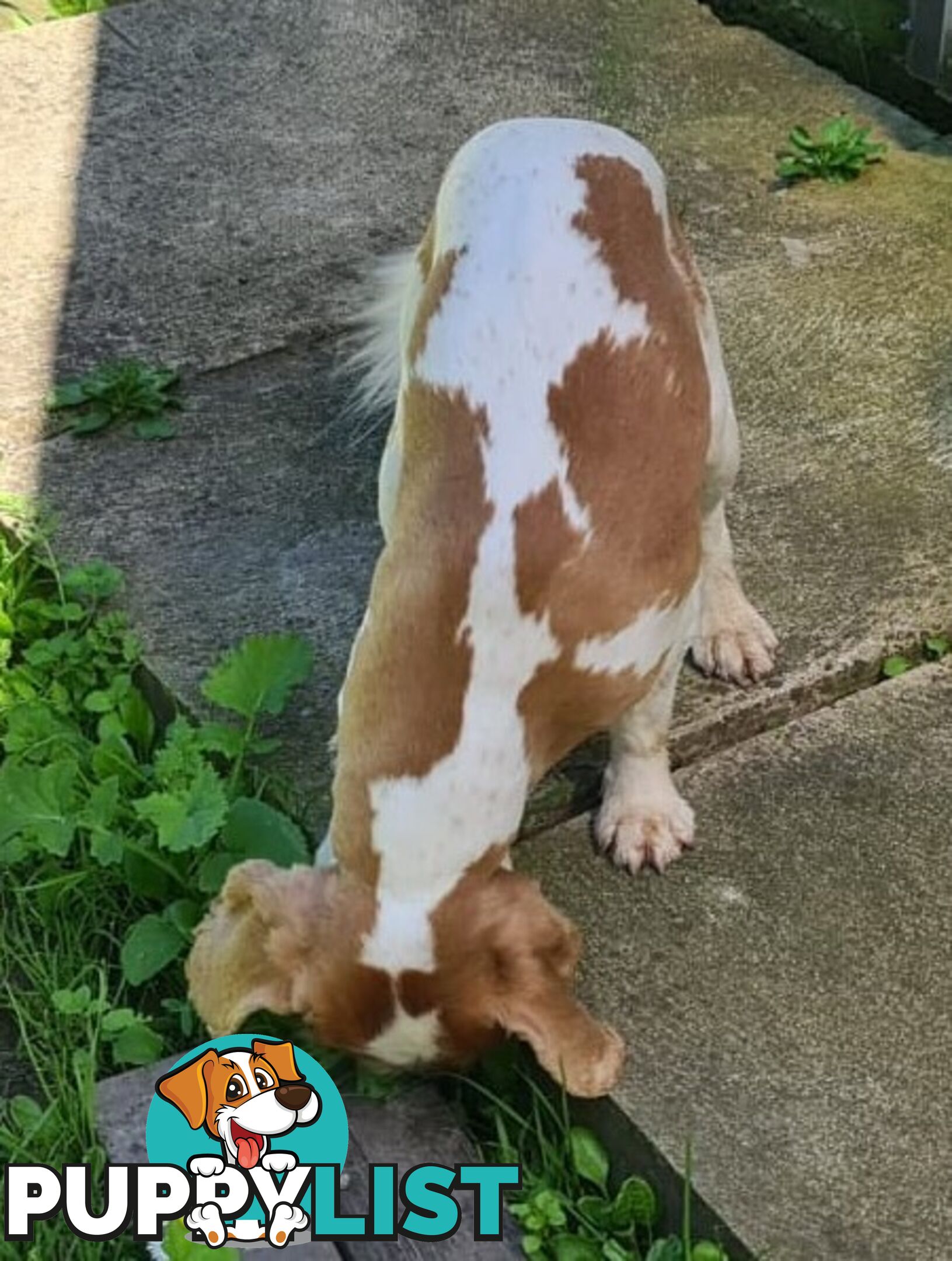 Adorable family cavalier needs new home