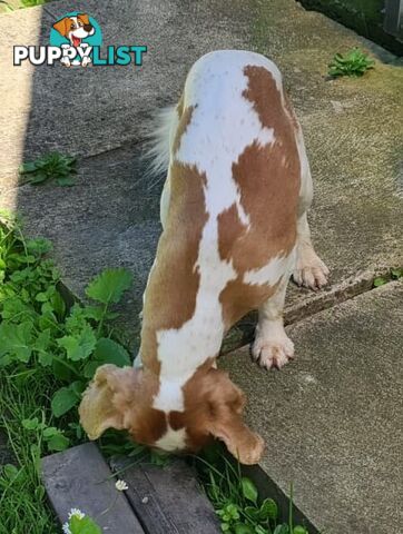 Adorable family cavalier needs new home