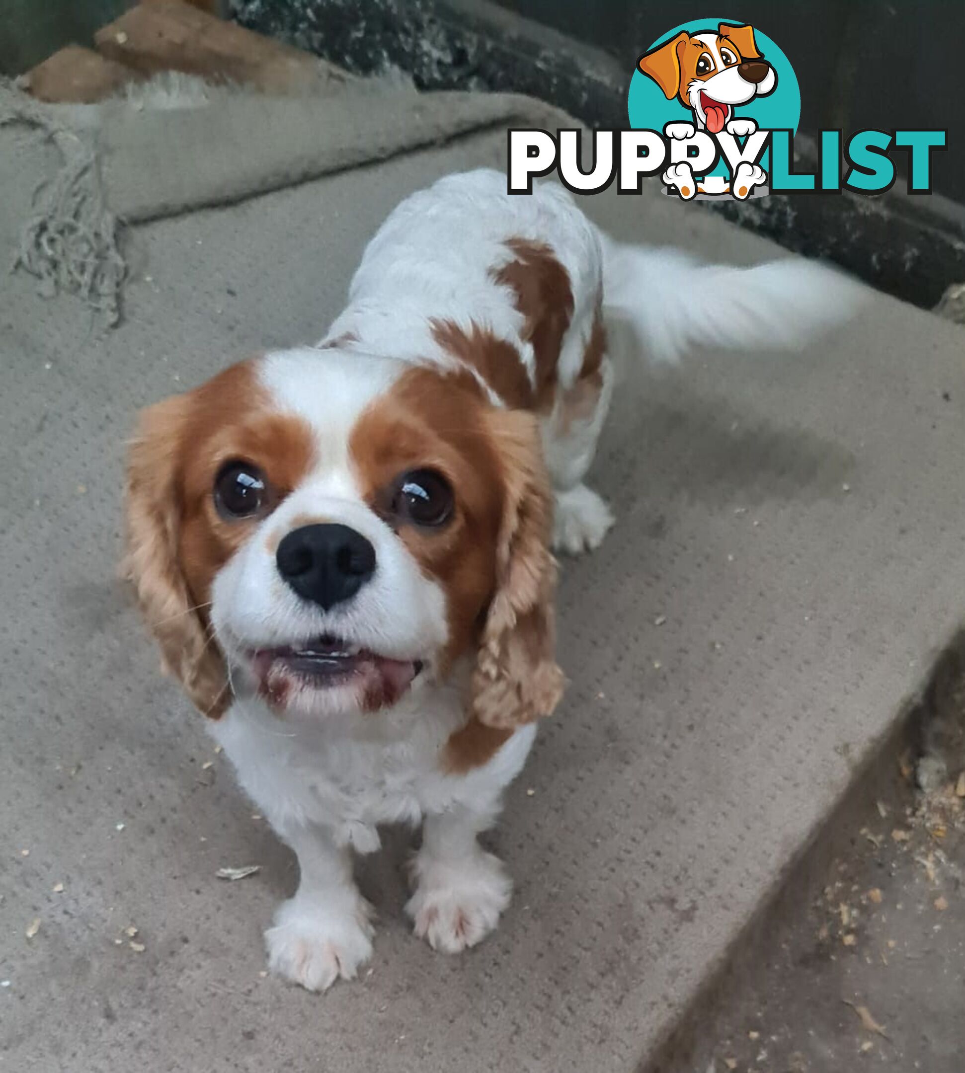 Adorable family cavalier needs new home