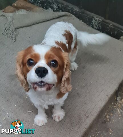 Adorable family cavalier needs new home