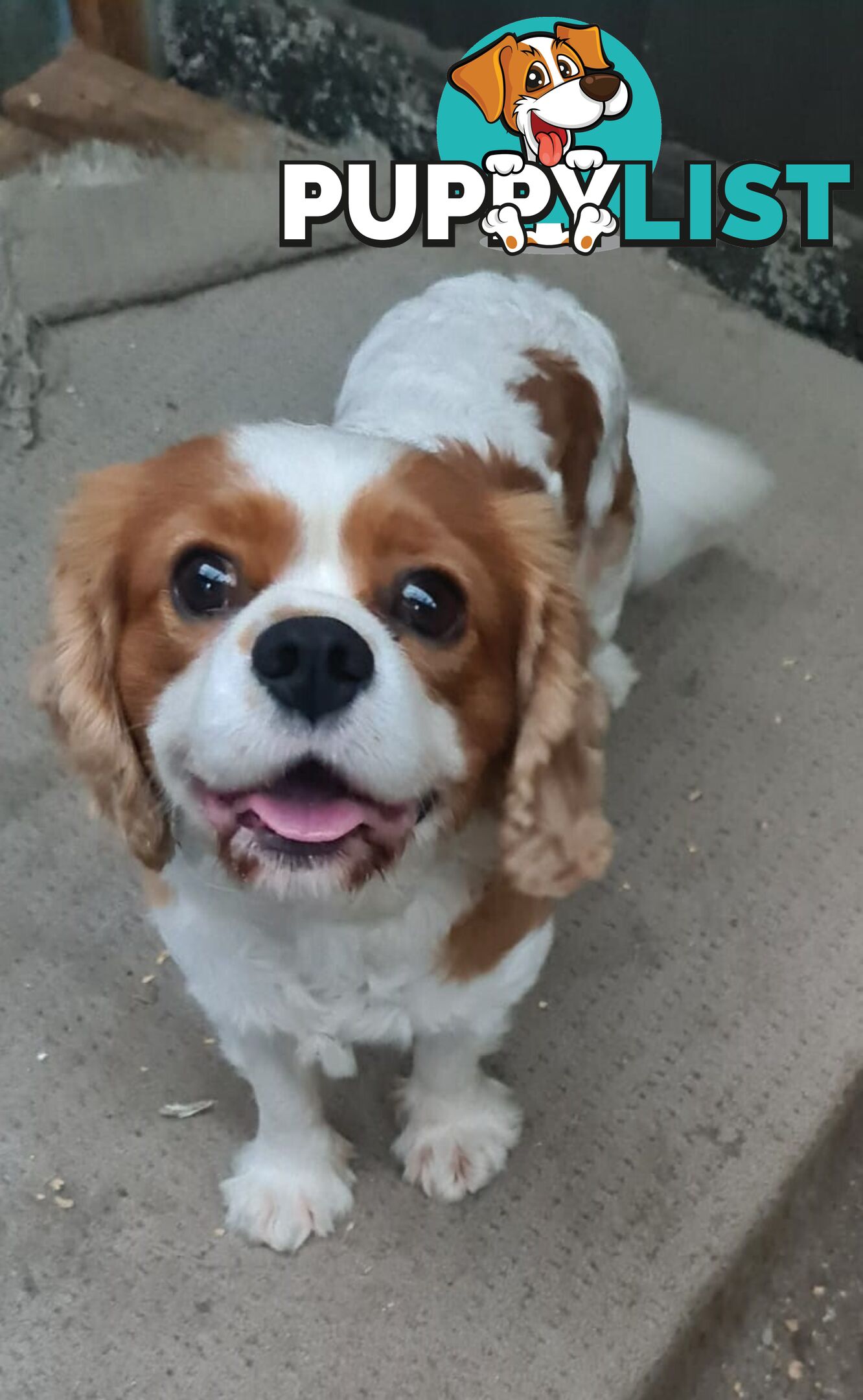 Adorable family cavalier needs new home