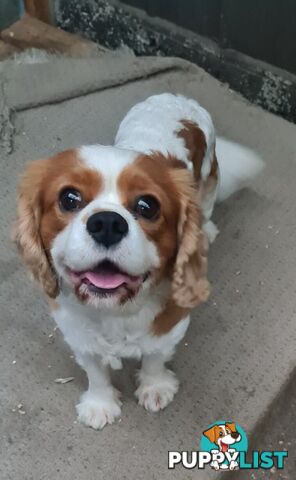 Adorable family cavalier needs new home