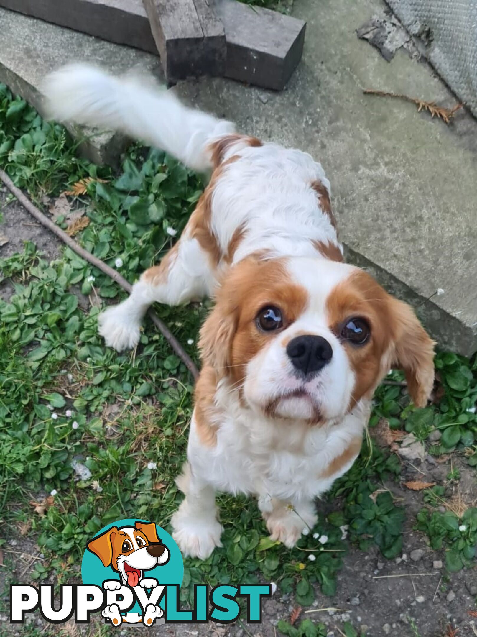 Adorable family cavalier needs new home