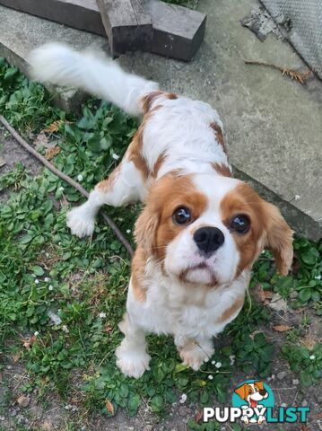 Adorable family cavalier needs new home