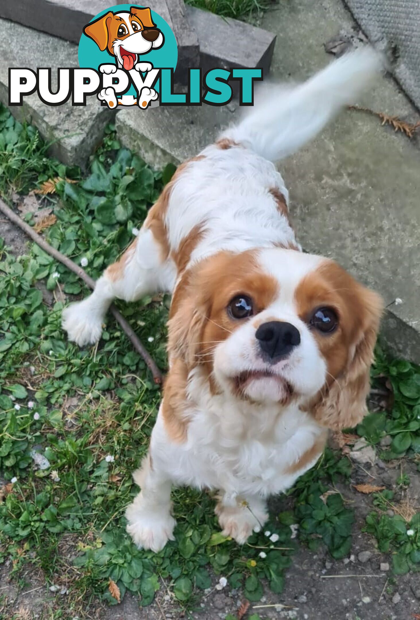 Adorable family cavalier needs new home