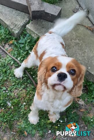 Adorable family cavalier needs new home