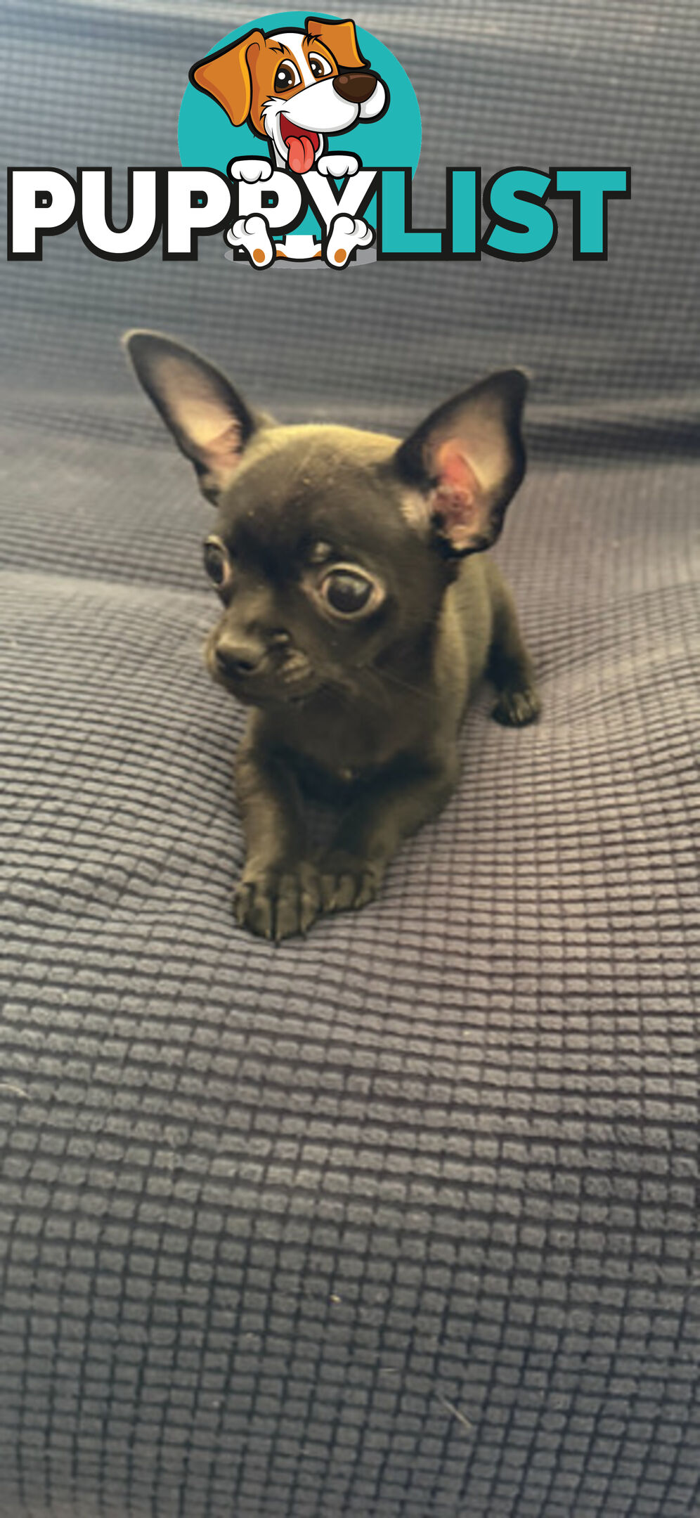 Purebred Black Male Chihuahua Puppy