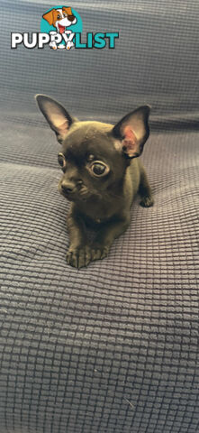 Purebred Black Male Chihuahua Puppy