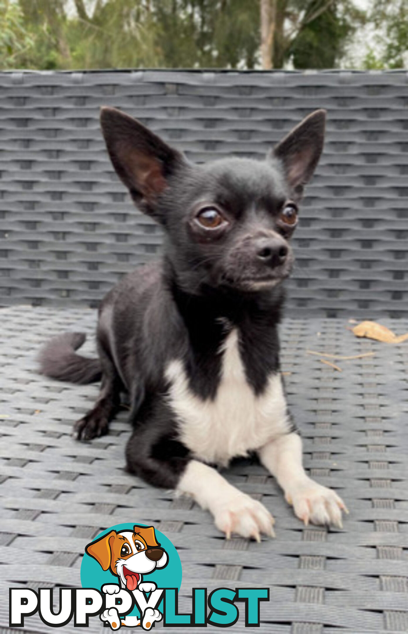 Purebred Black Male Chihuahua Puppy