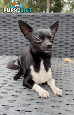 Purebred Black Male Chihuahua Puppy