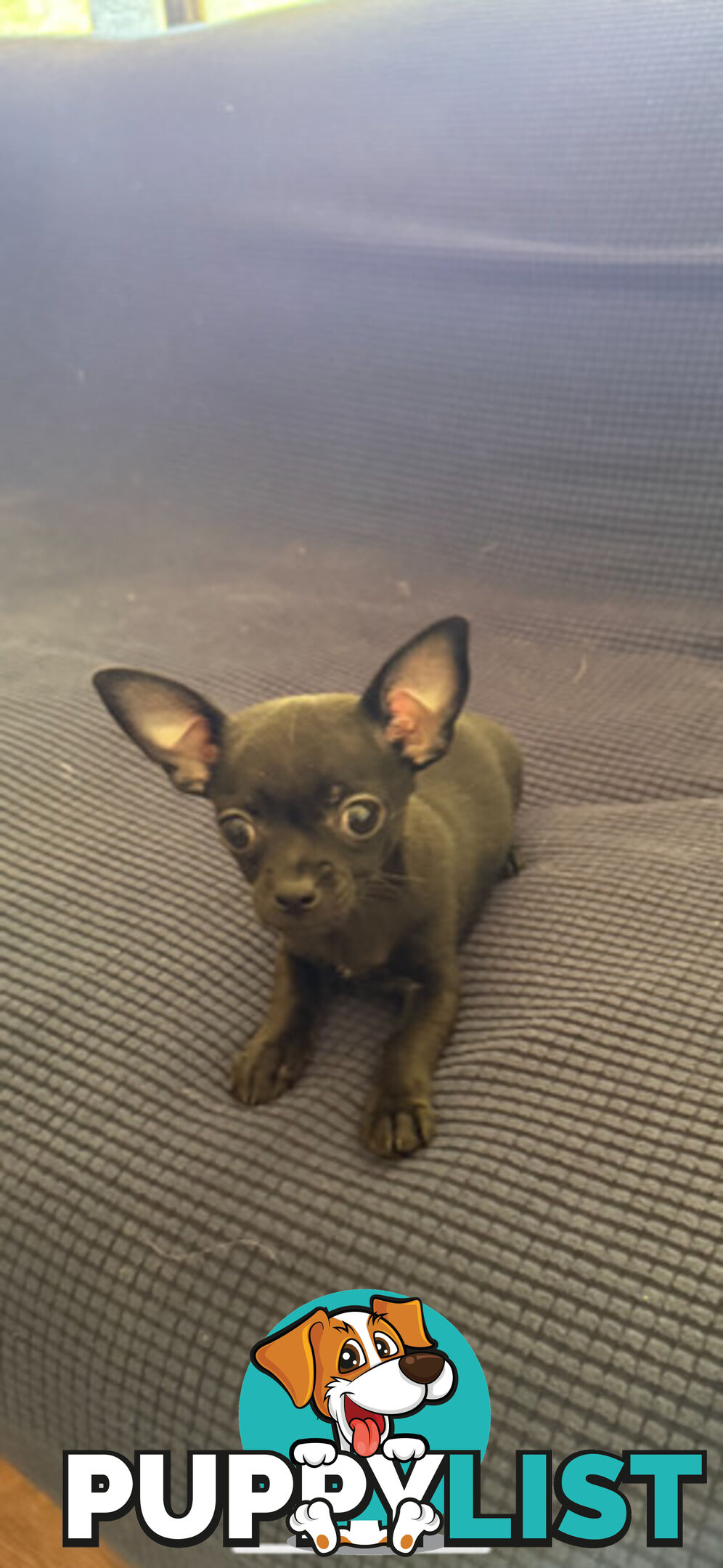 Purebred Black Male Chihuahua Puppy