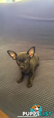 Purebred Black Male Chihuahua Puppy