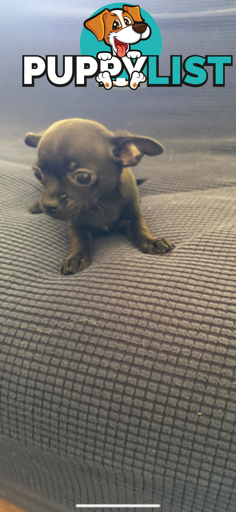 Purebred Black Male Chihuahua Puppy